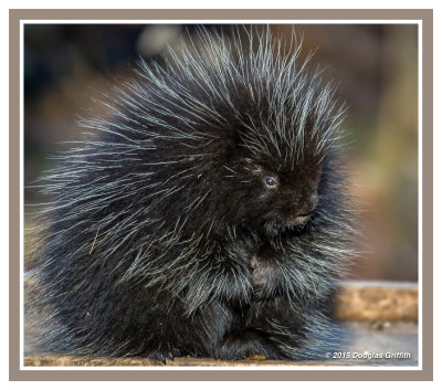 Porcupine (Juvenile)