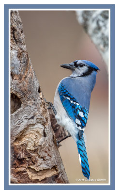 Blue Jay: Two Images