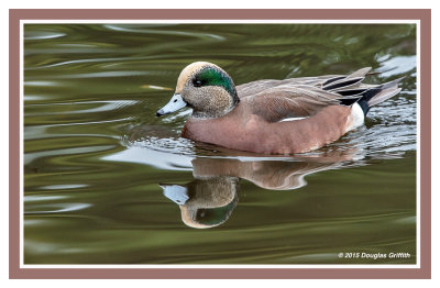 American Wigeon: The Last Wigeons: SERIES of Two Images