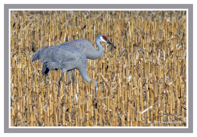 Sandhill Cranes: SERIES of Two Images