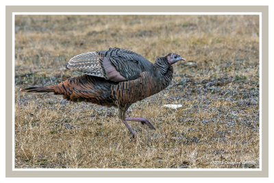 Eastern Wild Turkey: SERIES of Two Images