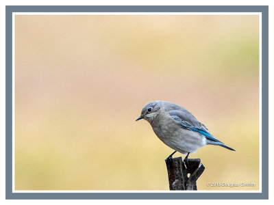 Hark! Can  You Hear a Worm?: Mountain Bluebird