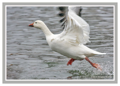 Walking on Water: Snow Goose