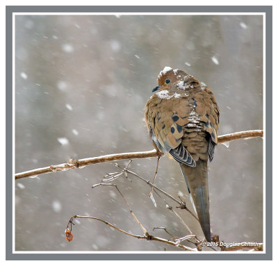 Mourning Dove in a Snowstorm