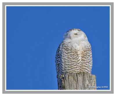 Snowy Owl (Female): SERIES of Four Images