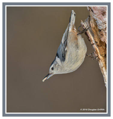 The Prize: White-breasted Nuthatch