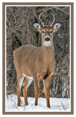 White-tailed Deer: Pronghorn Buck