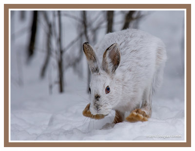 Dashing through the Snow: Snowshoe Hare