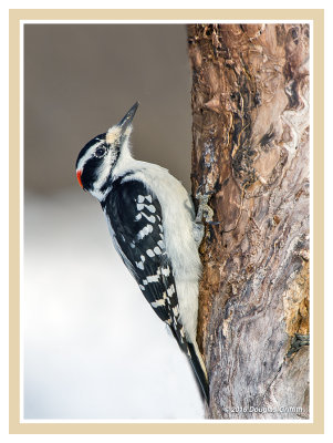 Hairy Woodpecker (M)