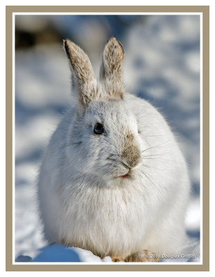 The (Un)Funny Bunny: Snowshoe Hare