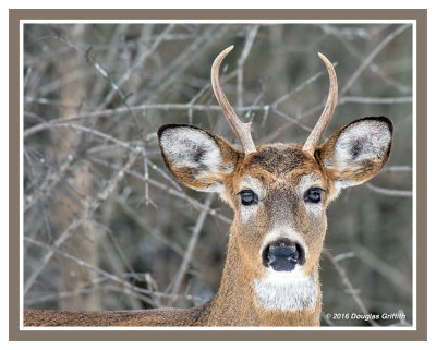 Portrait of a Young Buck: White-tailed Deer