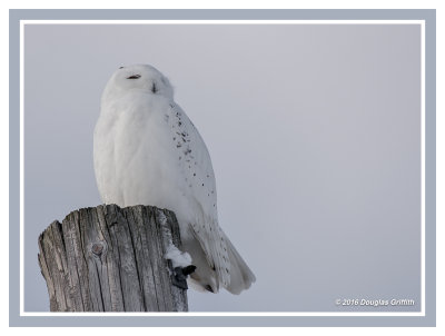 Snowy Owl (M): SERIES of Four Images