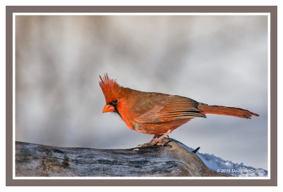 Northern Cardinal (M)