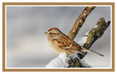 American Tree Sparrow: SERIES of Two Images
