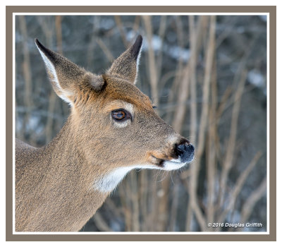 Portrait of a White-tailed Deer (Female): SERIES of Two Images
