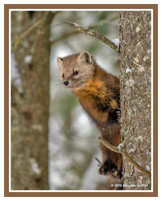 Pine Marten (also American Marten): SERIES of Two Images