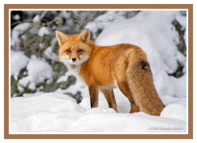 Backward Glance: Red Fox