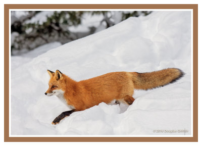 Dashing through the Snow: Red Fox