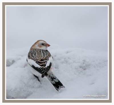 Snow Bunting in a Snow Squall