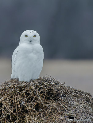 Snowy Owl (Male)