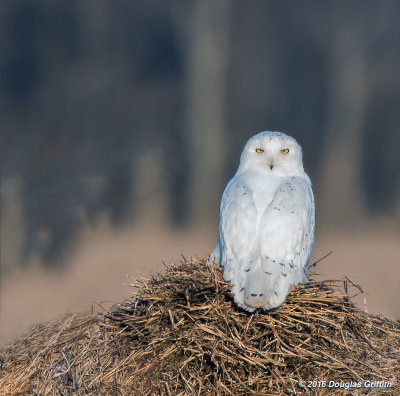 Snowy Owl (Male)