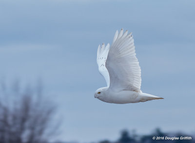 Snowy Owls Flying: SERIES of Two Images