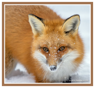Look Deep into MY Eyes: Red Fox