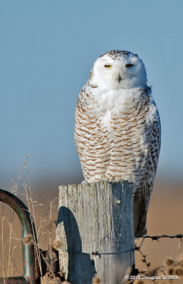 Snowy Owl (Female/Juvenile)