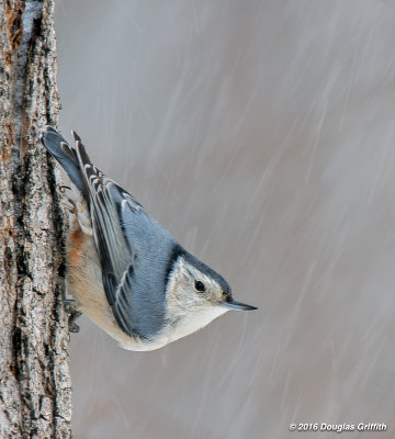 White-breasted Nuthatch in a Snowstorm (Make that BLIZZARD)