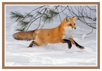 Dashing Through the Snow: Red Fox