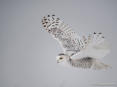 Snowy Owl (Female)