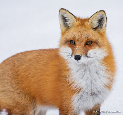 Portrait of a Red Fox_2