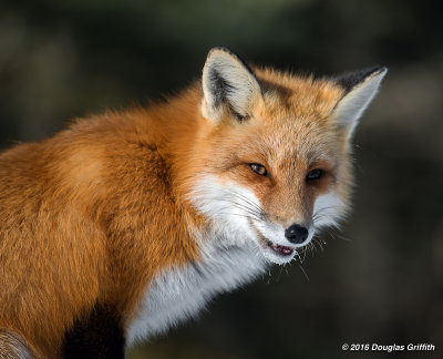 Portrait of a Red Fox_3