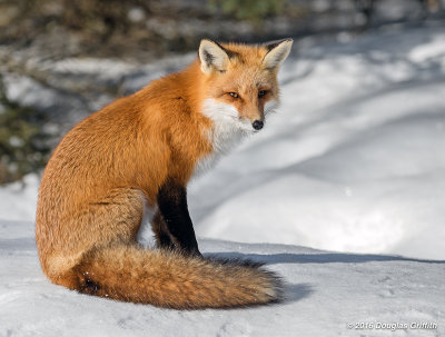 Basking in the Warm Morning Sun: Red Fox Vixen (F)