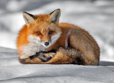 Red Fox (F)