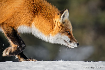 Mole's Eye View: Red Fox