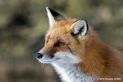 Red Fox (F)