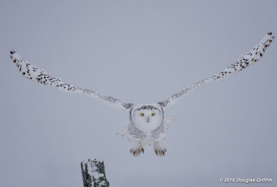 Snowy Owl (F) in a Snowstorm