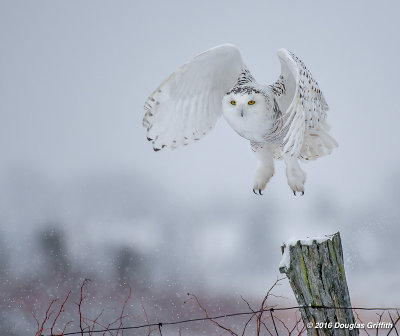Snowy Owl (F) in a Snowstorm_2