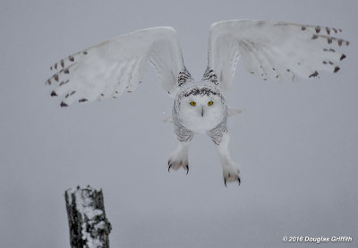 Snowy Owl (Female) in a Snowstorm_4