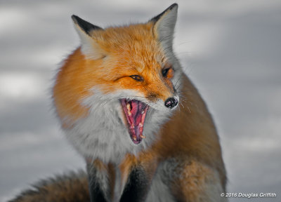 Too Early in the Morning (after a Rough Weekend): Red Fox