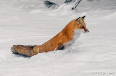 Ploughing Through the Snow: Red Fox