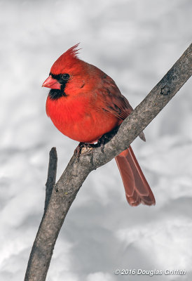Northern Cardinal: SERIES of Two Images