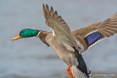 Colourful Duck: Mallard (M)