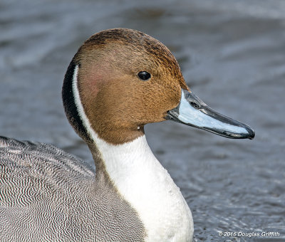 Portrait of a Northern Pintail (Male)