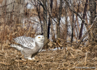 The Deer-Caught-in-the-Headlight Stare: Snowy Owl (F)