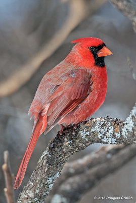 Now for the Other Side: Northern Cardinal (Male)
