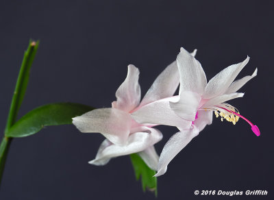 Zygocactus (False Christmas Cactus)