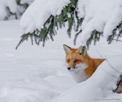 Peeking: Red Fox