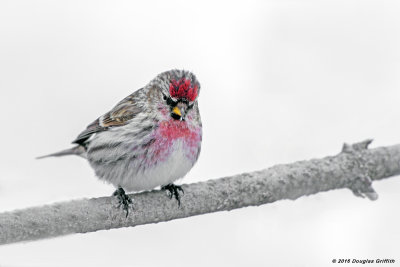 Common Redpoll (M) in a Snowstorm